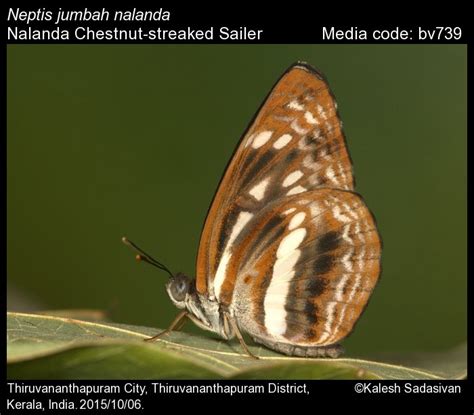 Neptis jumbah | Butterfly