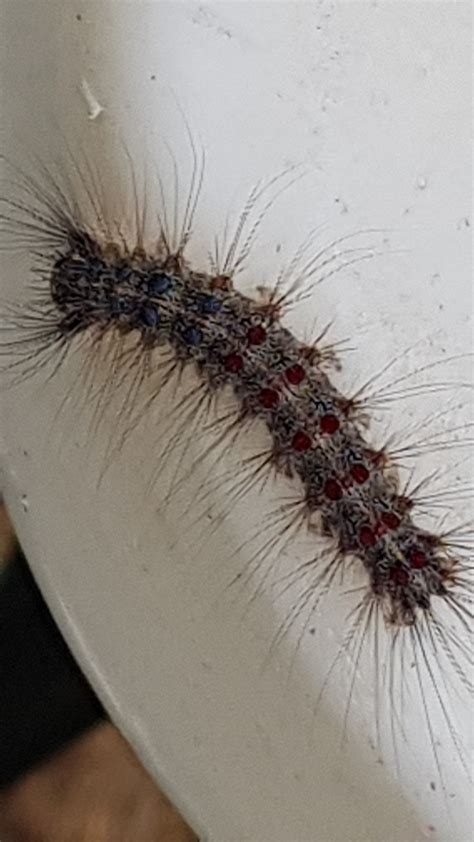 Caterpillar of a gypsy moth - PEST CONTROL CANADA
