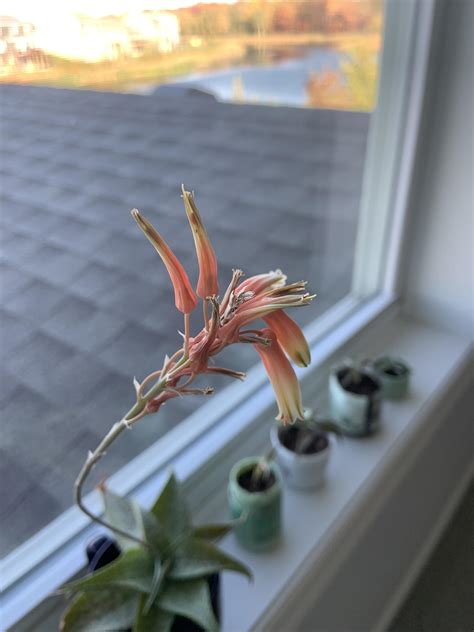 Why are my Aloe’s flowers wilting? | Scrolller