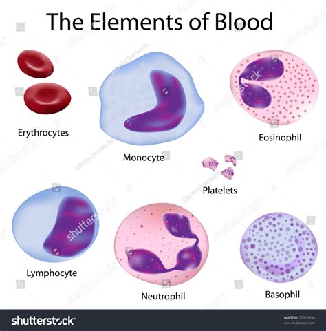 Overview Structure Elements Blood Depicted Scientific Stock Illustration 70900930 | Shutterstock