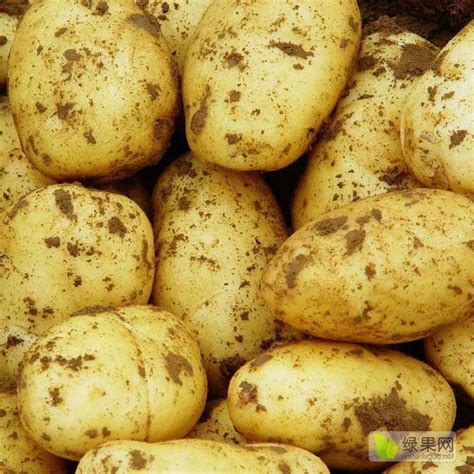 大量新鲜土豆上市，各种规格，各种品种_土豆价格行情_蔬菜商情网