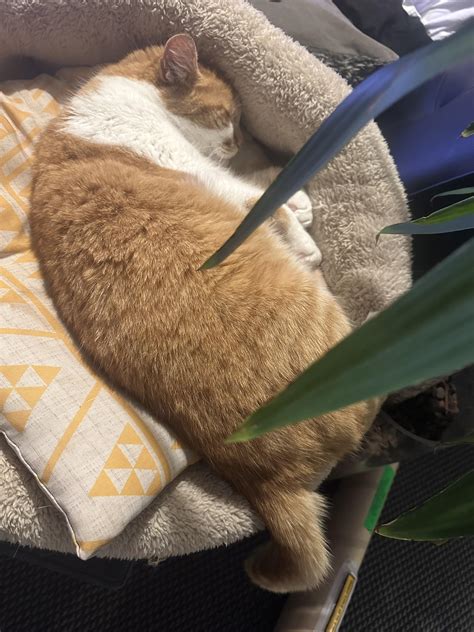 PSA- don’t give your cat GARLIC!! : r/OneOrangeBraincell