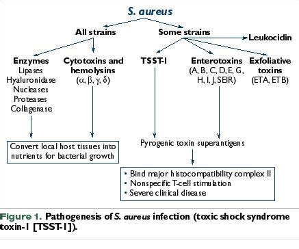 Image result for Staphylococcus Aureus Pathogenicity