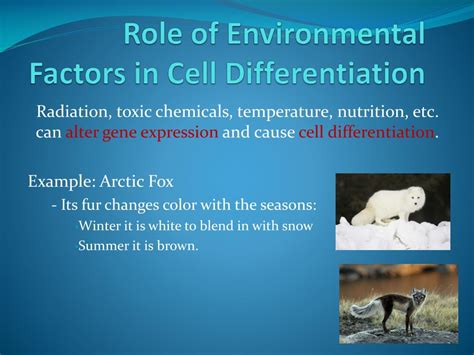 Image result for Cell Stage Gene Expression