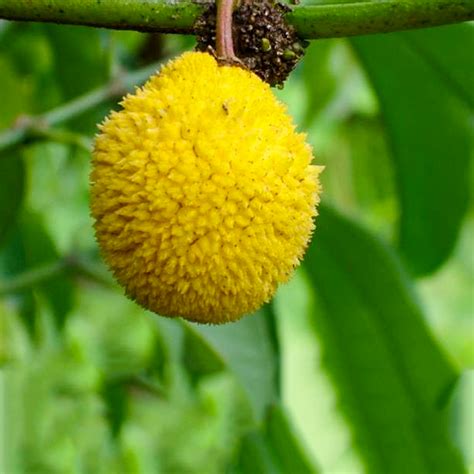 Madrono Fruit Plants (Garcinia Madruno) – veliyathgardens