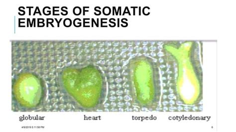 Image result for Embryogenesis Process