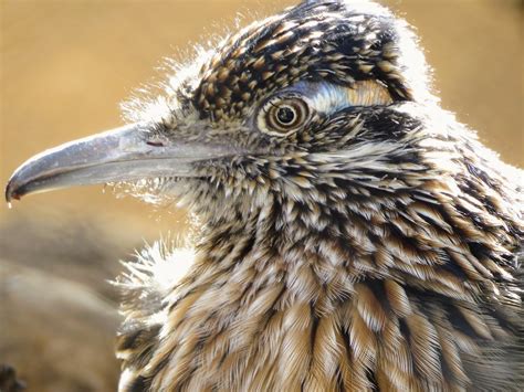 Road Runner Range 的图像结果
