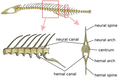The Spine: A Strong, Stable, and Flexible Structure with Biomimetics ...