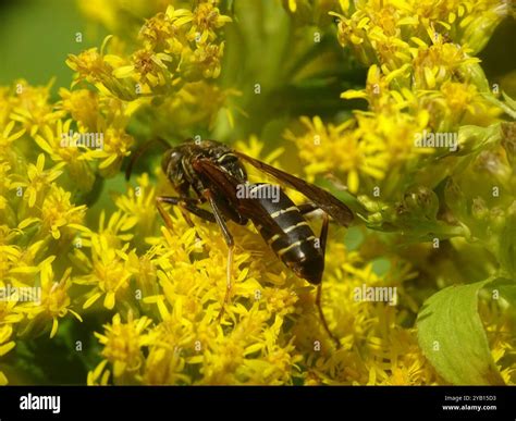 Northern Paper Wasp (Polistes fuscatus) Insecta Stock Photo - Alamy