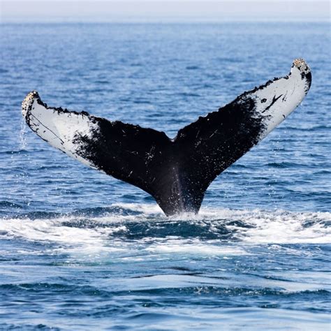 Whale Watching in Provincetown on Cape Cod – We Love Ptown