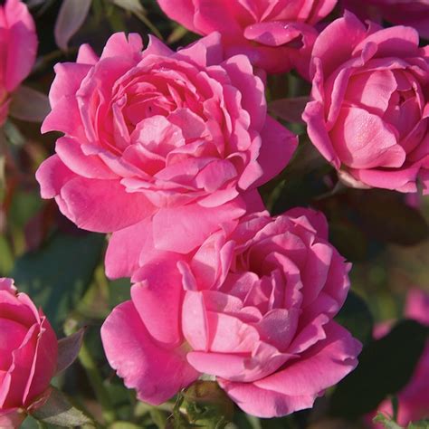 Knockout Roses Pink Double Knock Out Rose Flowering Shrub in 1-Gallon ...