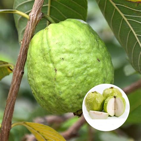 ALAMIN GARDEN Rare 1 Kg Thai Guava Fruit Grafted/Layering Live Plant ...