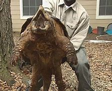 Image result for World Largest Alligator Snapping Turtle