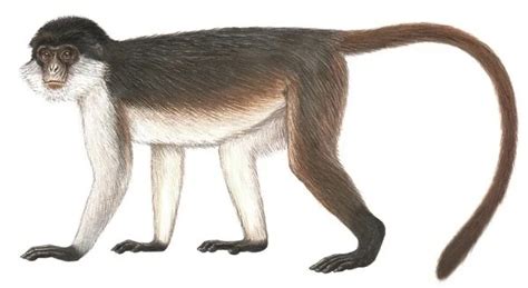 Image result for Mesopithecus vs