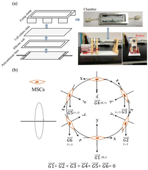 Simulated Microgravity Suppresses Osteogenic Differentiation of ...