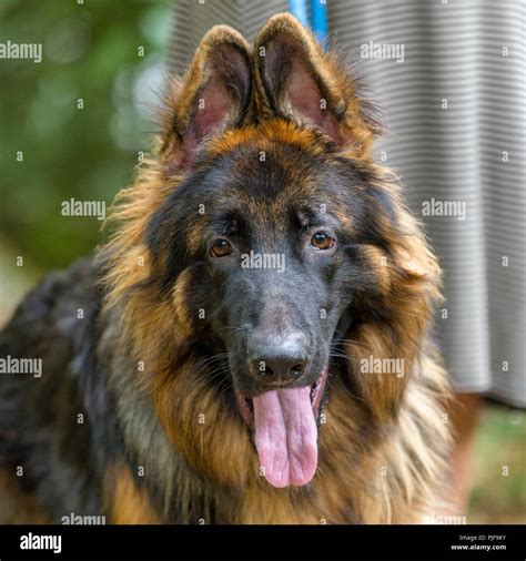 Long haired german shepherd hi-res stock photography and images - Alamy