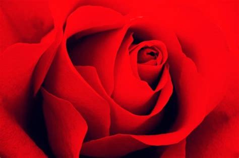 Rose Color 的图像结果