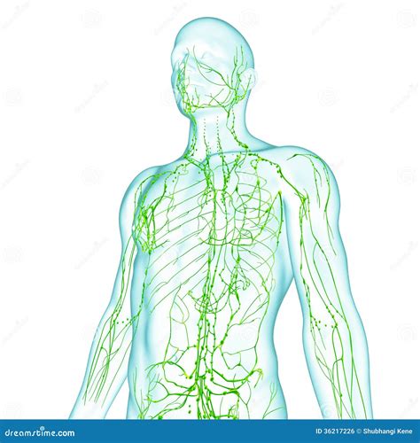 Male Lymphatic system stock illustration. Illustration of liver - 36217226