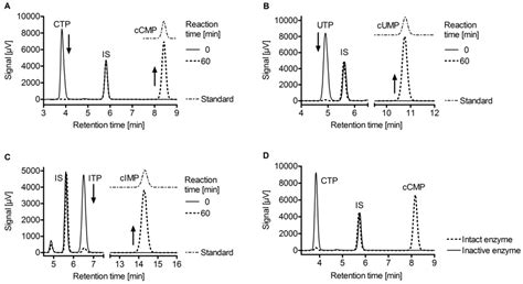 Bacillus anthracis Edema Factor Substrate Specificity: Evidence for New ...