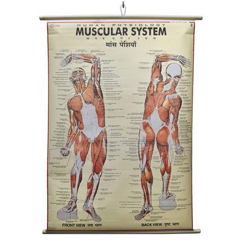 Buy Human Physiology & Muscular System Chart Laminated Wall Chart (Size ...