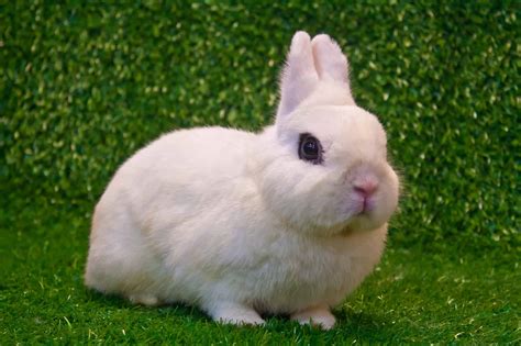 List of Small Rabbit Breeds - Every Bunny Welcome