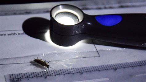 Fireflies are going extinct, and the rarest is in Delaware