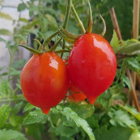 Tomate 'Piennolo del Vesuvio' (Solanum lycopersicum) 10 Samen, alte ...