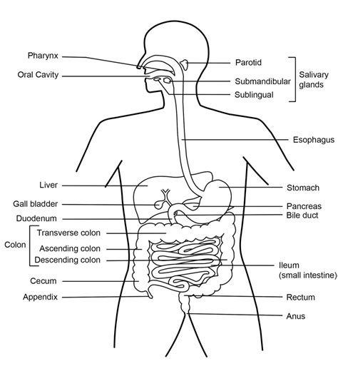 Image result for Digestive System Lesson
