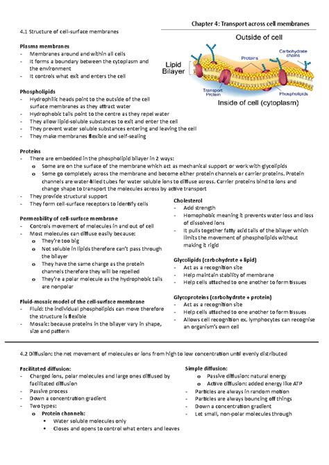 AQA A-Level Biology - Understanding Eukaryotic Cell Structures - Studocu