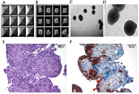 Human iPSC-Derived 3D Hepatic Organoids in a Miniaturized Dynamic ...