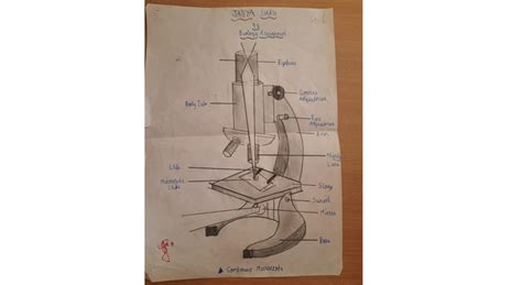 Compound Microscope Chart.