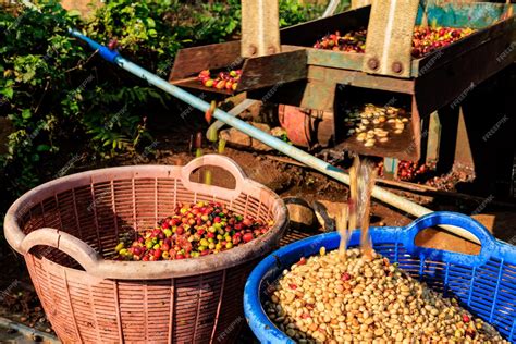 Premium Photo | Red berries coffee bean machine process in factory