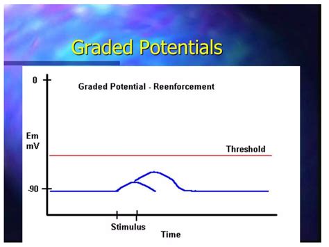 Image result for Resting Membrane Potential Flow Chart