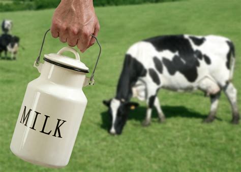Cow's milk: When and how to introduce it to your baby?