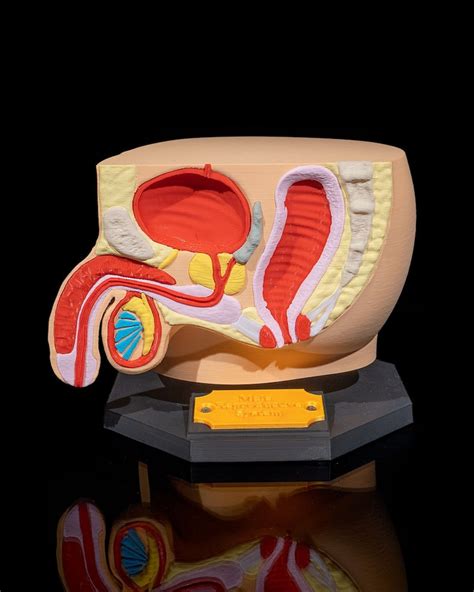 Image result for Male Reproductive System Anatomical Model