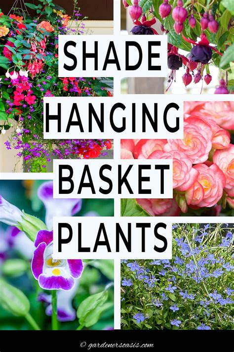 Plants for hanging baskets – Artofit