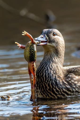 Image result for Toad Eating Duck
