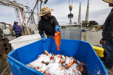 Santa Cruz’s Grey Bears joins Monterey Bay Fisheries Trust Community ...