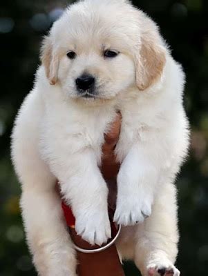 Dog Puppies For Sale in Bangalore | Buy Dogs in Bangalore