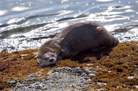 What's the Difference Between a Beaver and an Otter?