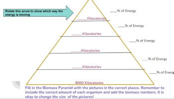 Image result for Microsoft SQL Encryption