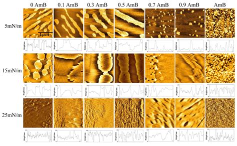 Effect of Amphotericin B on the Thermodynamic Properties and Surface ...