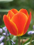 Image result for Spring Flowers with Bunnies