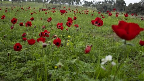 Climate change threatens global food security. Plant pollinators to be ...