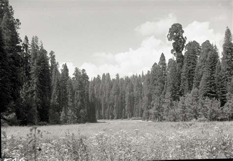 Plant Community 的图像结果