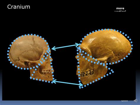 Anatomically Modern Humans 的图像结果