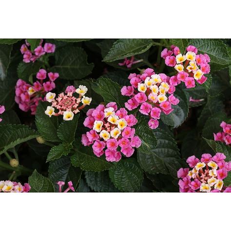 Monrovia Multicolor Miss Huff Lantana Plant in 1-Gallon Pot 056842 at ...