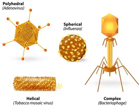 Virus Testing - Software Testing PDF Download
