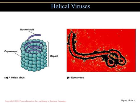Virus Purification Process 的图像结果