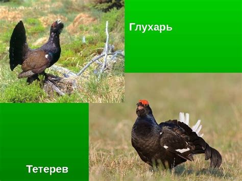 глухарь и тетерев в чем разница фото как отличить